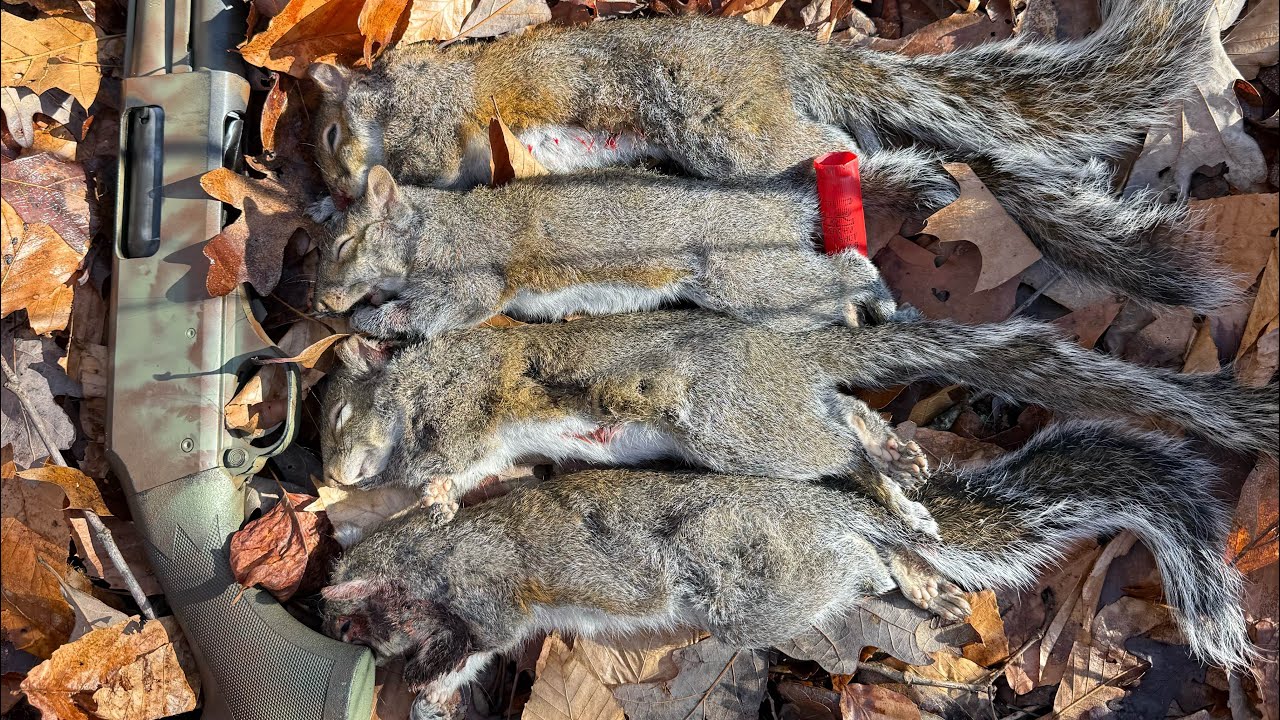 Good morning squirrel hunting. Almost had a limit! 