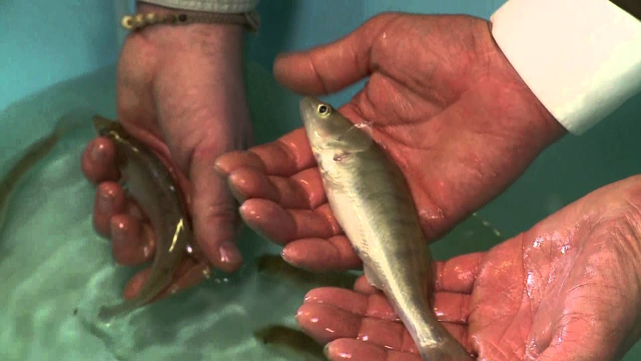 Umělý odchov candáta obecného