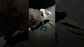 NIGDJE TAKO KO U BOSNI NEMA #subscribe #foryou #animals #selo #sheep #funny#SHORTS#VIRALREELS#VIRAL