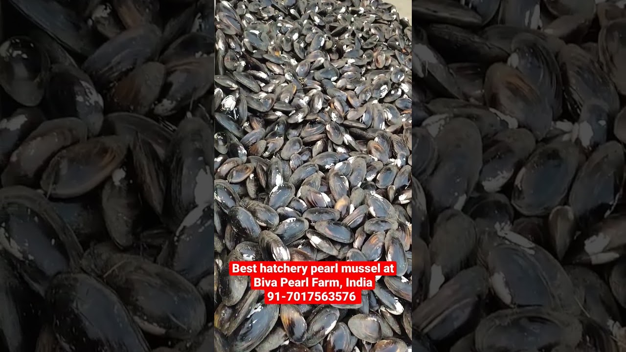 Best hatchery pearl mussel at Biva Pearl Farm, India YouTube