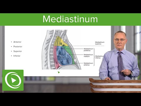 Video: Obsahuje mediastinum pľúca?