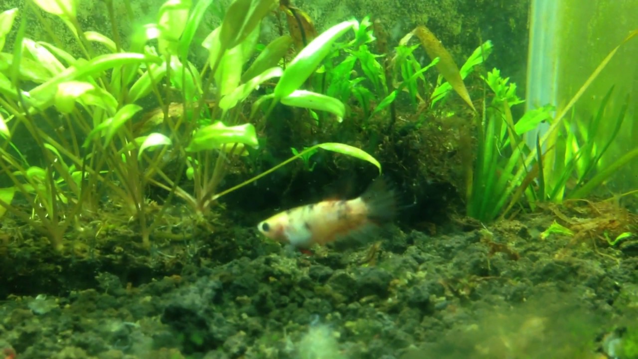 Betta pair feeding bloodworm YouTube