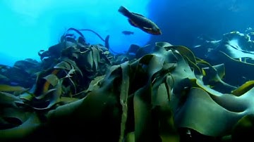 قلنا يا نار كوني بردا وسلاما على ابراهيم .. تلاوة رائعة للقارئ إبراهيم العسيري ..