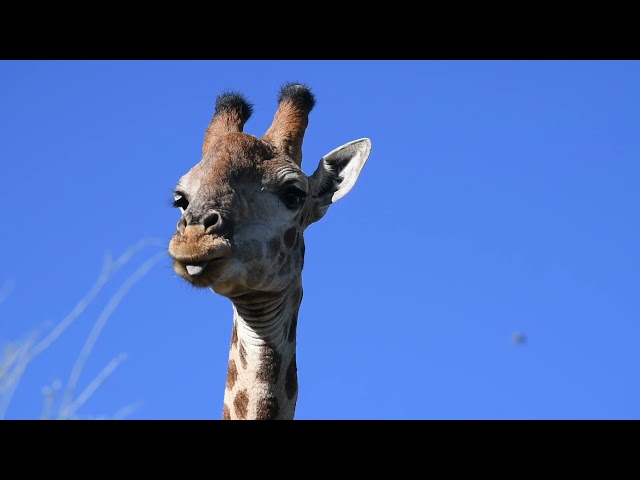 Video over Mavela Game Lodge