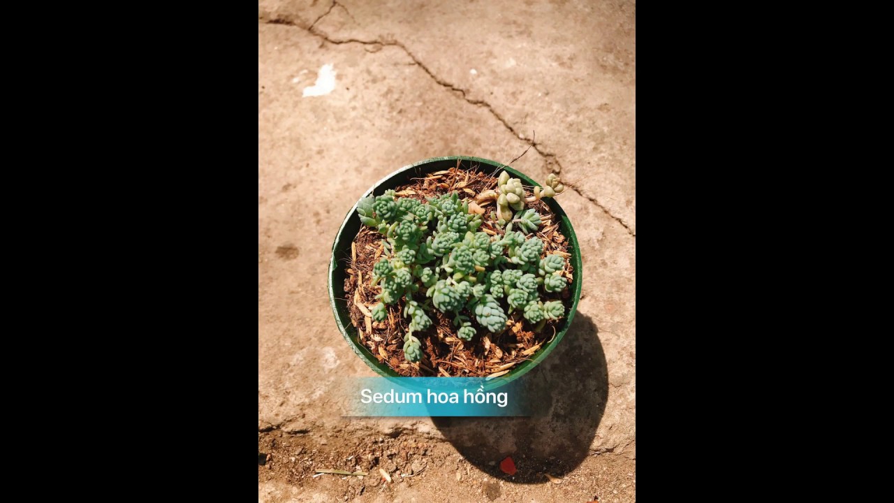 Quý danh sen đá QT-Bonsai - Succulent name