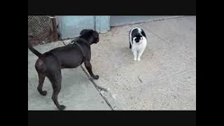 Cat Attacks a Pitbull Dog ? vs ? قطة تقف في وجه كلب البيتبول