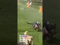 Wiener Dog Derby brings short legs and fast racing to Virginia Beach