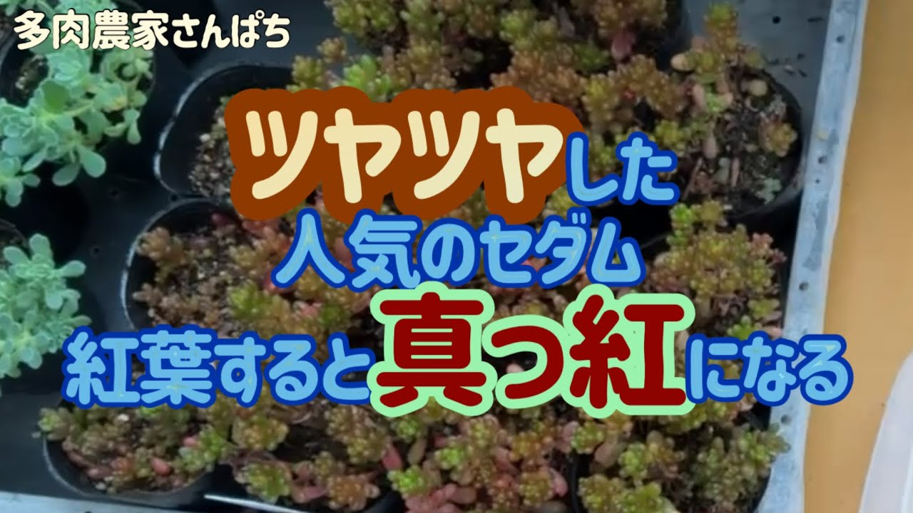 Succulent Plants] [The Popular Glossy Sedum] Turns Bright Red in