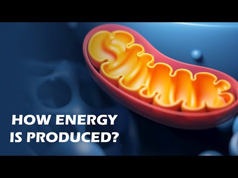 تصویری: چگونه میتوکندری برای سلول انرژی تولید می کند؟