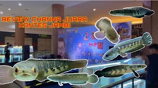 REVIEW IKAN JUARA‼️KONTES CHANNA JAMBI EVENT JSC
