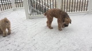 Dog being funny. Wheaten terrier