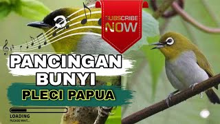 Download lagu Pancingan pleci papua jantan
