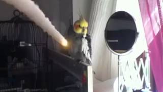 Parrot explosion!!!!