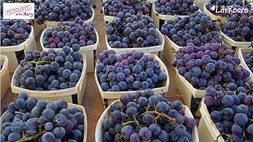 How Many Grapes are in a Bottle of Wine? | Mondays with Mary Ep. 134