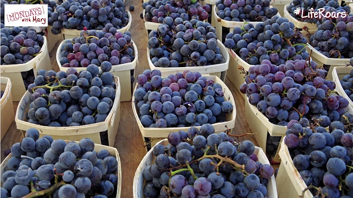 How Many Grapes are in a Bottle of Wine? - Mondays...
