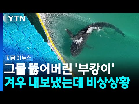 다시 돌아온 '부캉이'…밤새워 지켜봤던 시민들이 우려한 장면 [지금이뉴스] / YTN