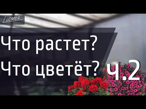 ОБЗОР ТЕПЛИЦЫ ч.2