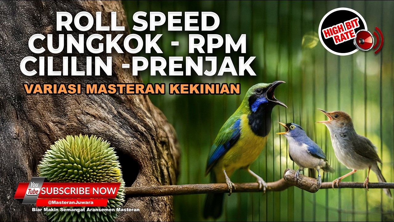 🔴 Live Masteran Kompilasi Roll Speed Cucak Cungkok Super Gacor vs Prenjak Betina vs Rambatan Cililin