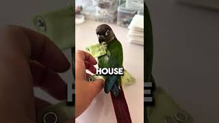 The Parriots Flight Diaper