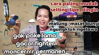 The most effective and fastest way to set up a cold type of magpie robin to immediately sing and ...