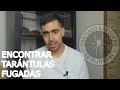 🕷️ COMO ENCONTRAR TARÁNTULAS FUGADAS