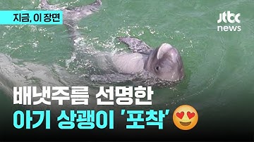 배냇주름 선명한 ‘아기 상괭이’…초양도에 나타났다｜지금 이 장면