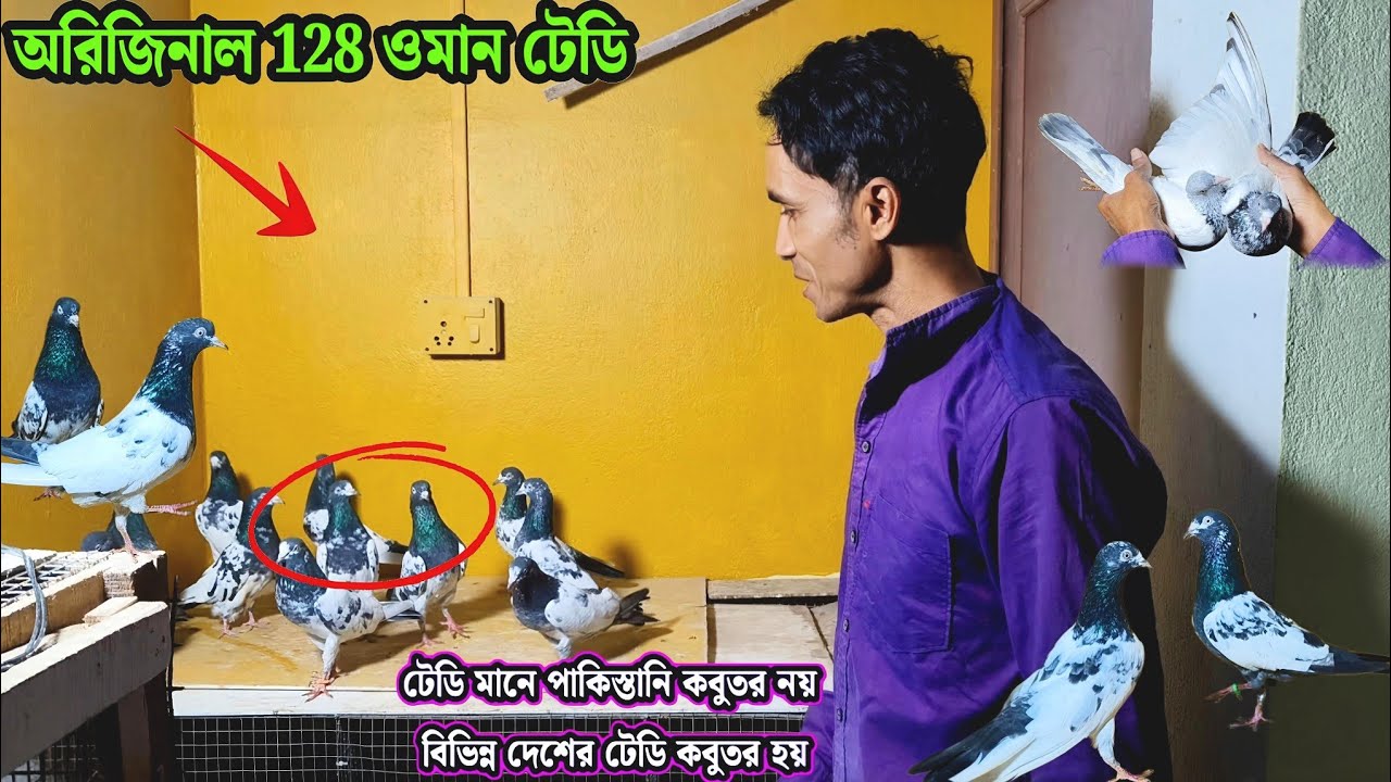 অরিজিনাল 128 ওমান টেডি | টেডি মানে পাকিস্তানি কবুতর নয় বিভিন্ন দেশের টেডি কবুতর হয়