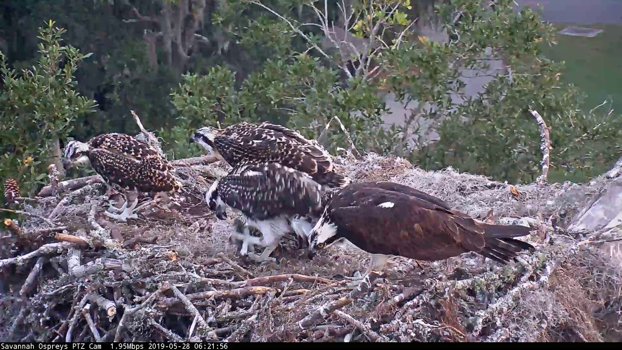 Osprey Chick Claims Fish Delivery, Begins Self-Feeding – May 28, 2019