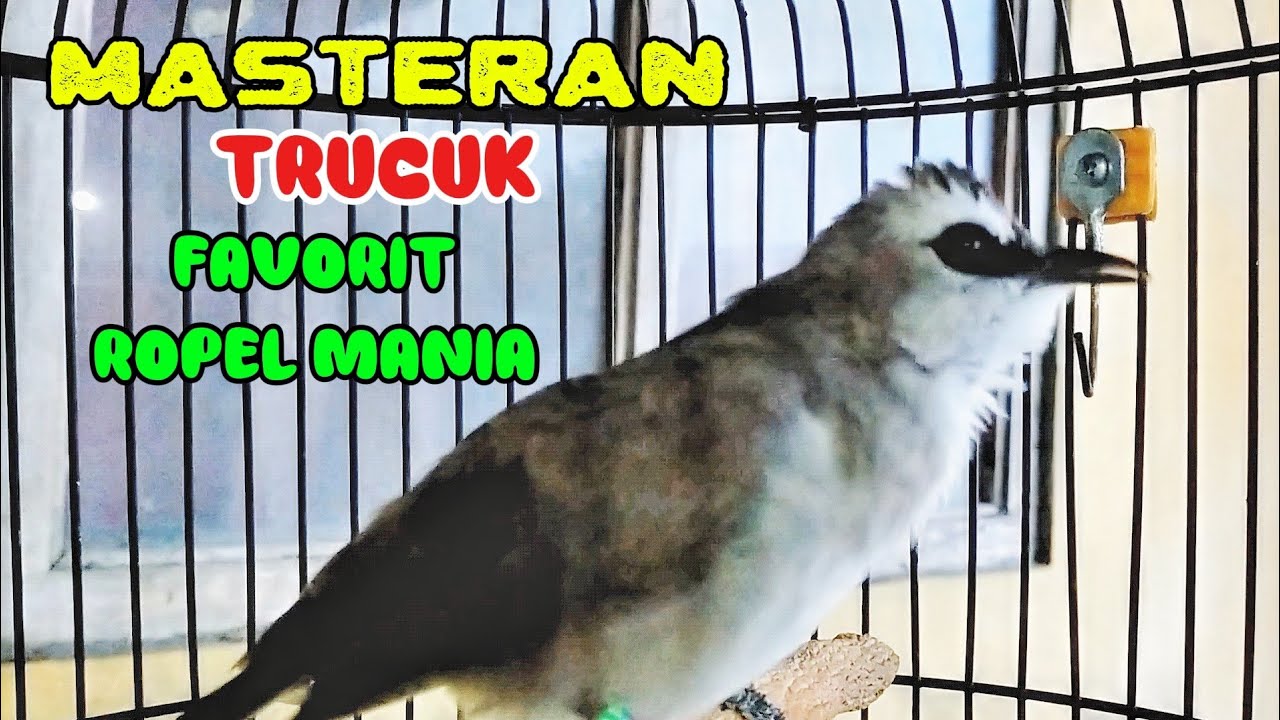 MASTERAN TRUCUK yang PALING diCARI ROPEL MANIA