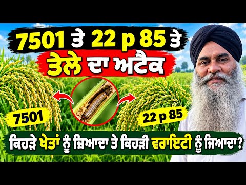 7501 ਤੇ 22 p 85 ਤੇ ਤੇਲੇ ਦਾ ਅਟੈਕ | ਕਿਹੜੇ ਖੇਤਾਂ ਨੂੰ ਜ਼ਿਆਦਾ ਤੇ ਕਿਹੜੀ ਵਰਾਇਟੀ ਨੂੰ ਜ਼ਿਆਦਾ @PammaBai37 