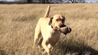 Quail Hunt 2015 - Trailer