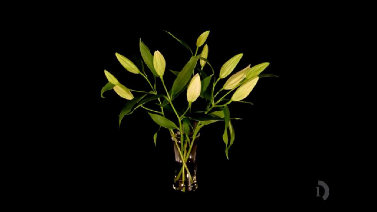 Lilies time lapse HD YouTube