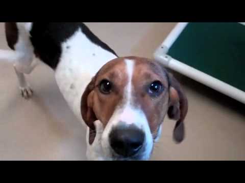 walker coonhound beagle mix