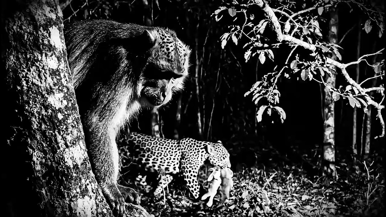 Nocturnal Wildlife: A Leopard Hunt Under Natural Moonlight.