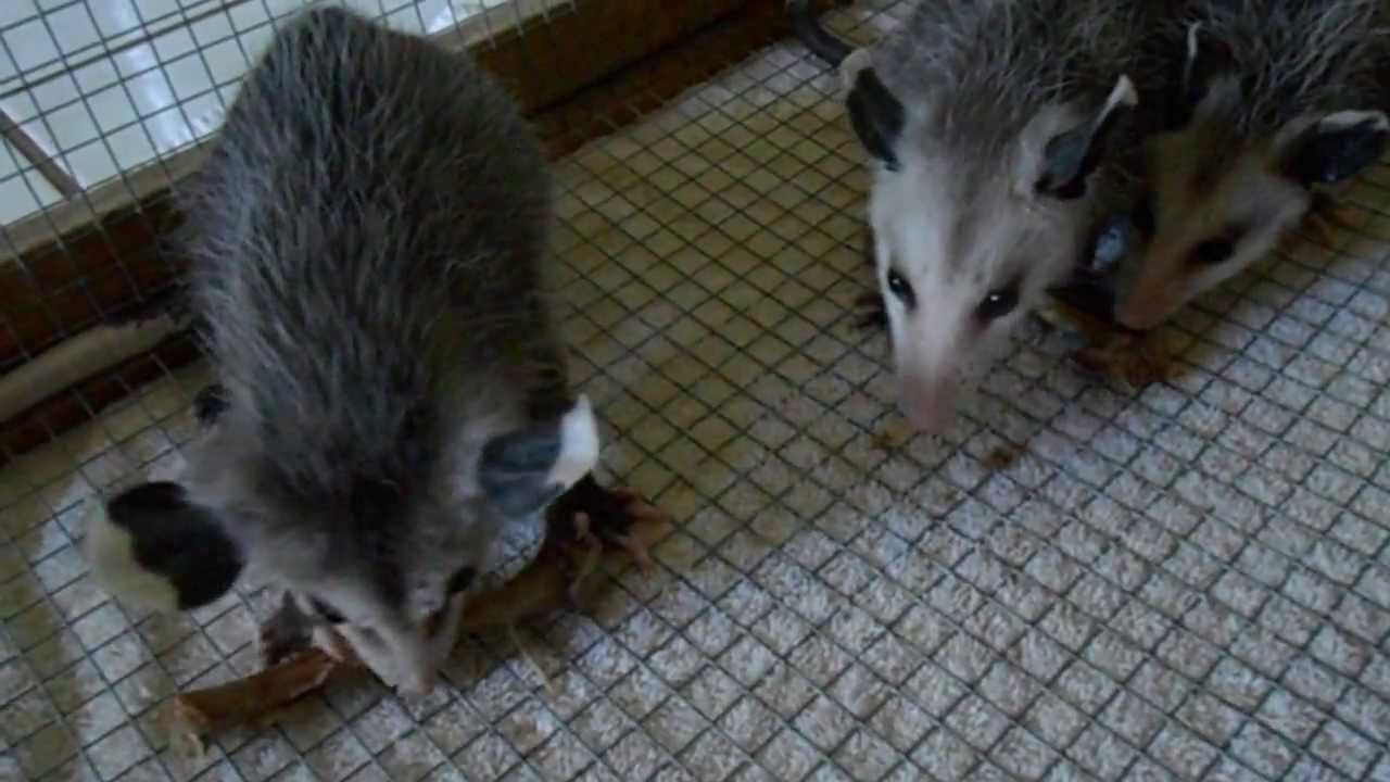 Baby Possums eating Chicken Bones YouTube
