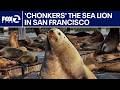 'Chonkers' the sea lion, SF Pier 39's massive new attraction | KTVU