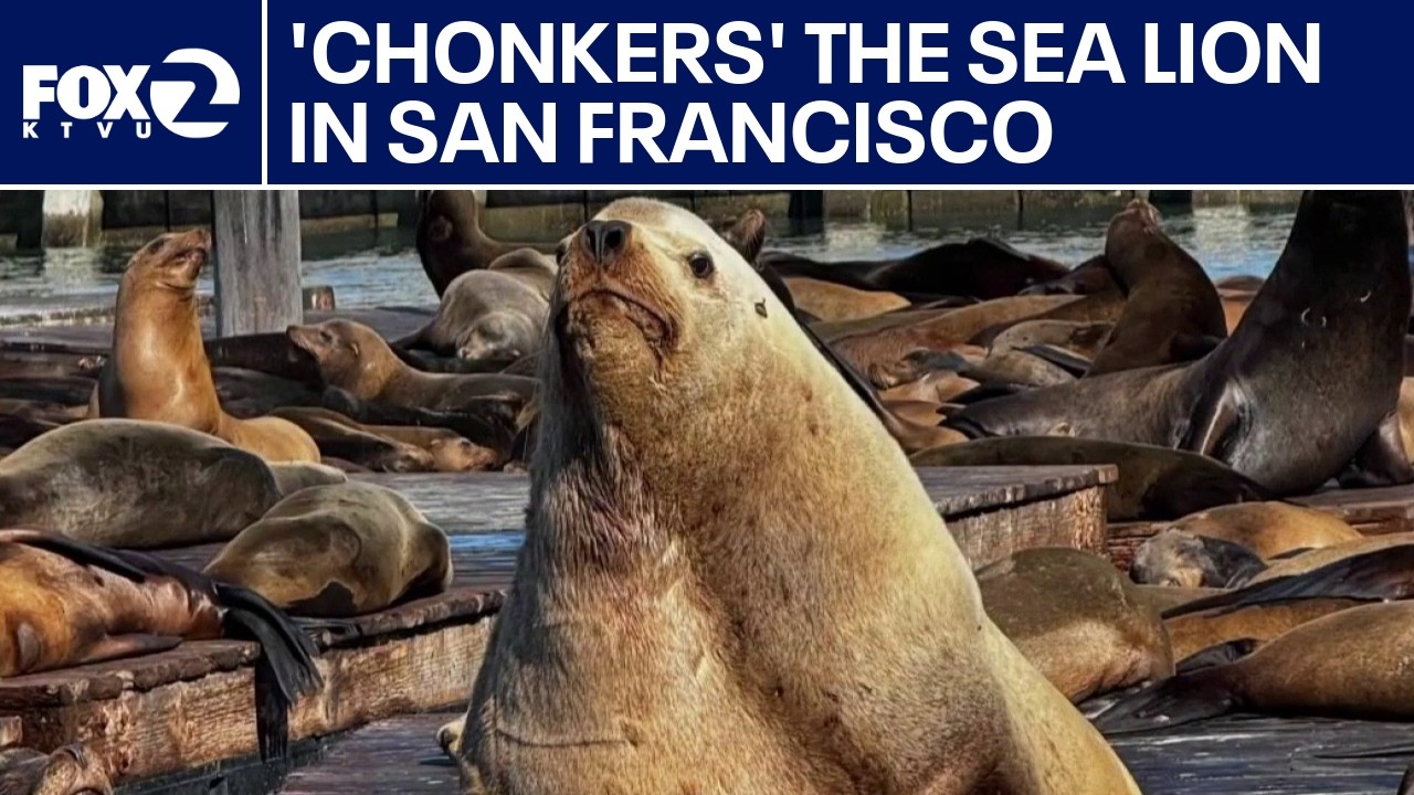 Sea lion Chonkers' the sea lion, SF Pier 39's massive new attraction | KTVU