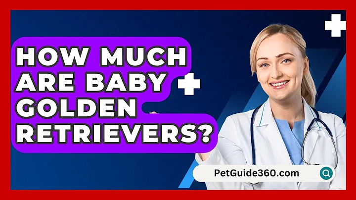How Much Are Baby Golden Retrievers? - PetGuide360.com
