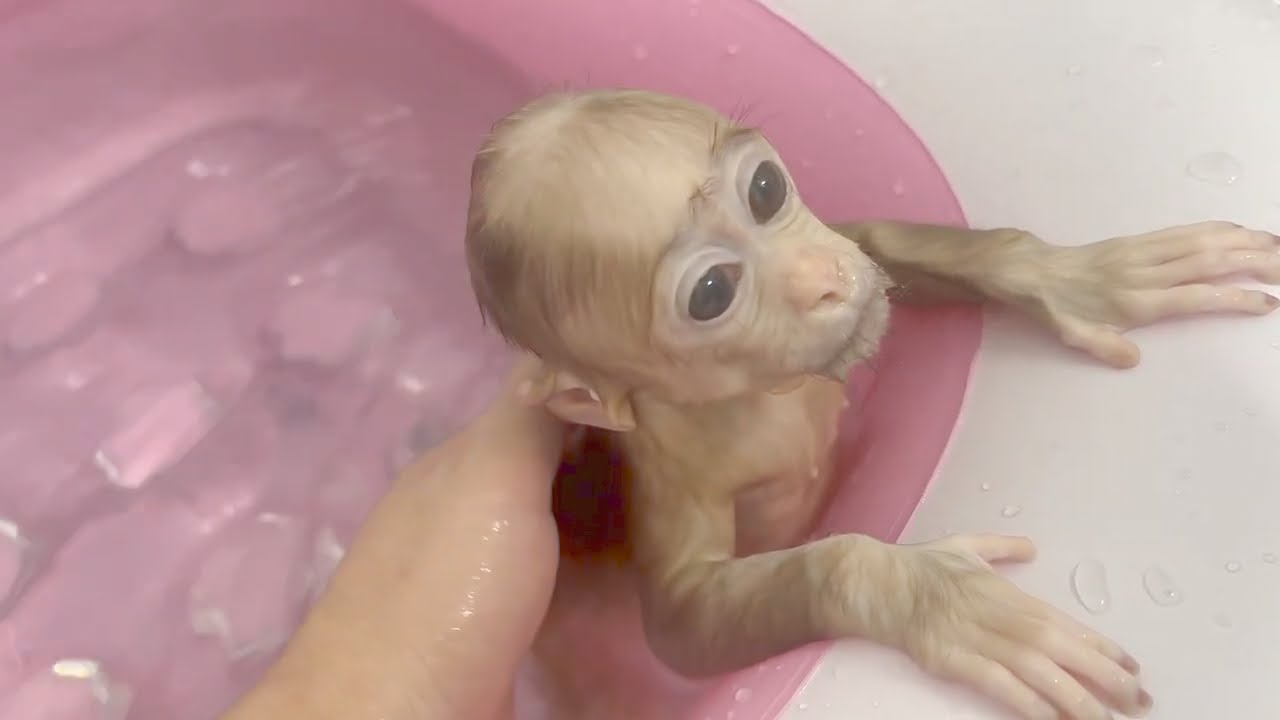 The baby monkey loves swimming every day!