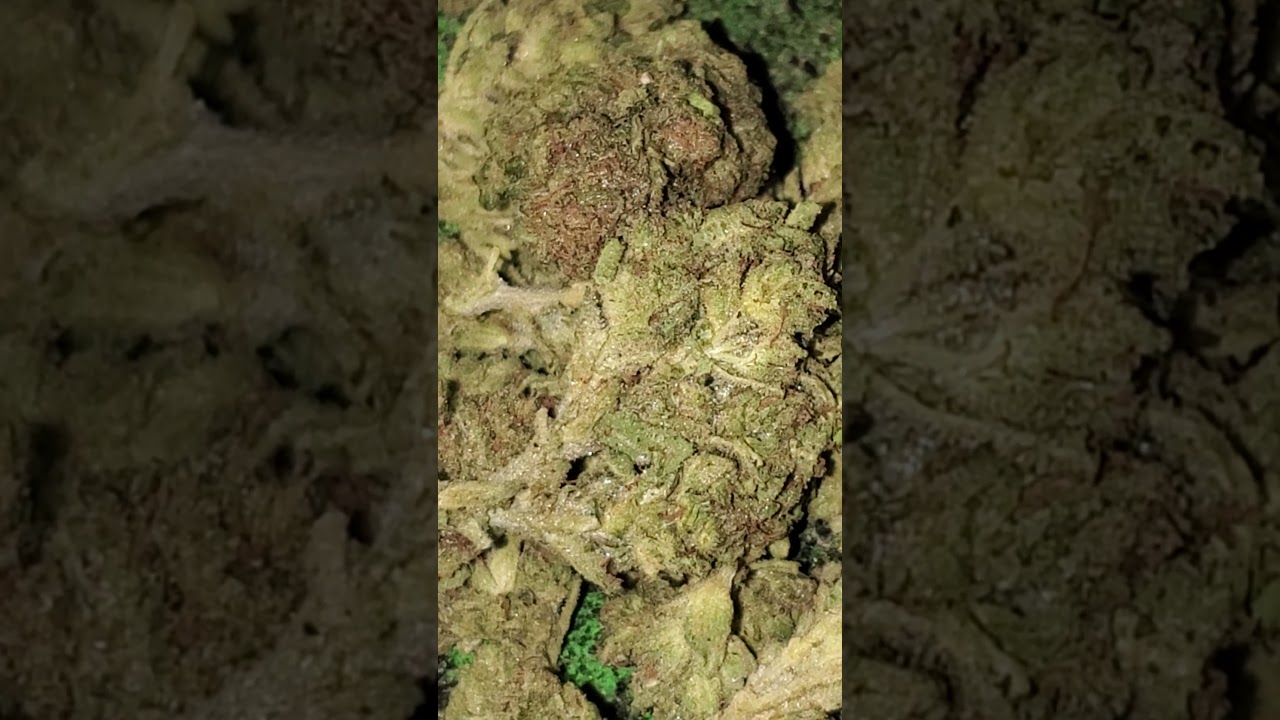 Doc's 👨‍⚕️ OG