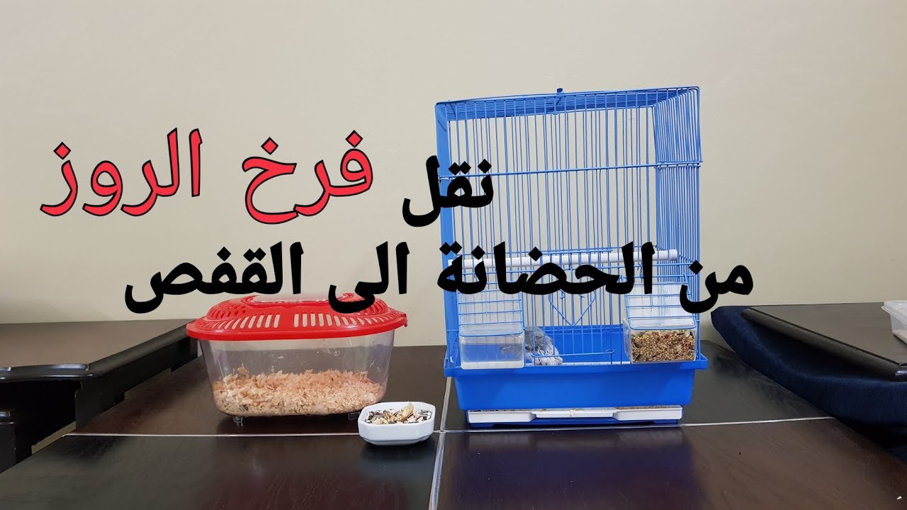 نقل فرخ الروز من الحضانة الى القفص
