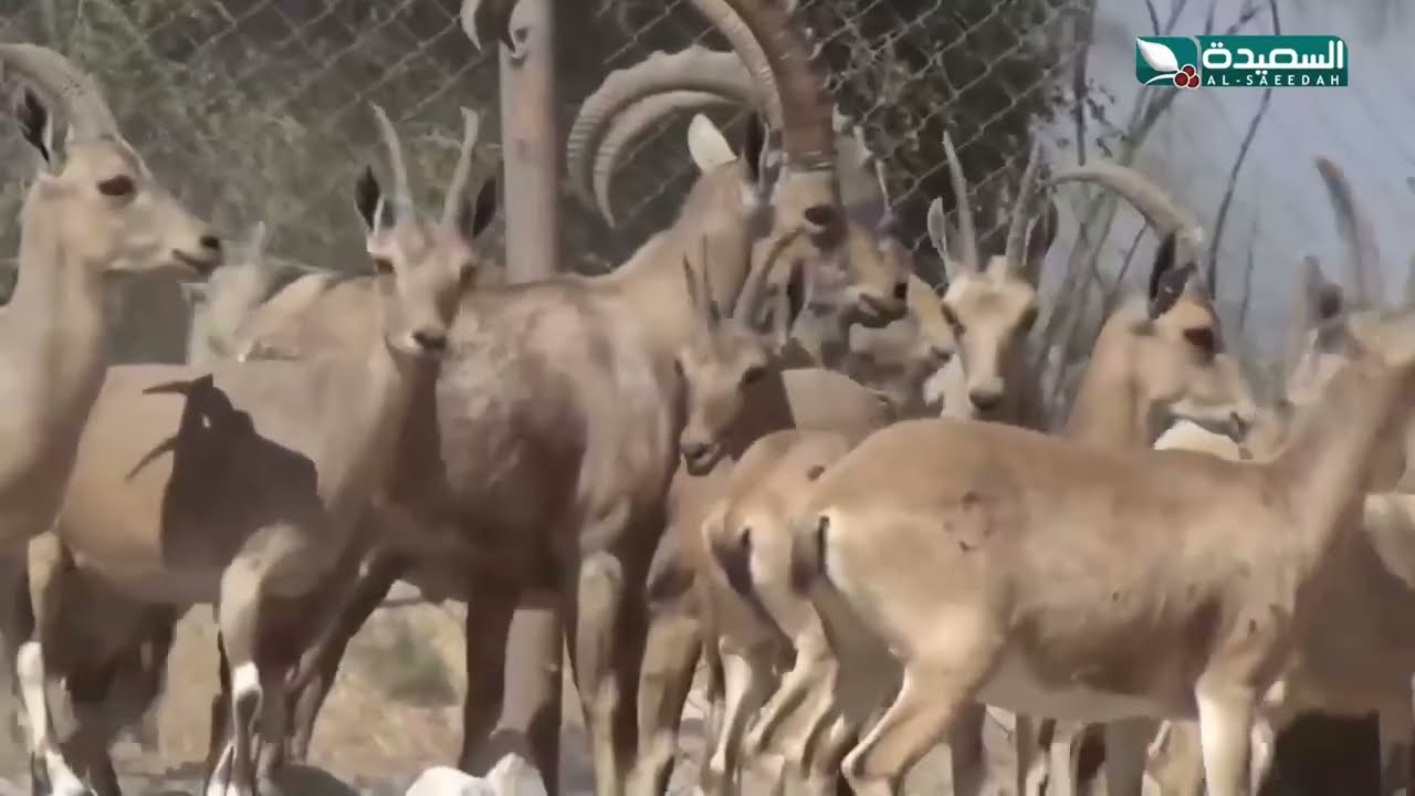 عبدالله الدويلة .. رجل ينشئ محمية من هواية تربية الوعول والغزلان في حضرموت