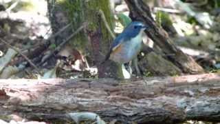Red-Flanked Bluetail ,Male Tarsiger Cyanurus