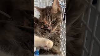 Cat with heavy seizures is in a kind of pre-coma & needs urgent CT scan π₯Ίππ» - Cats Karma #shorts
