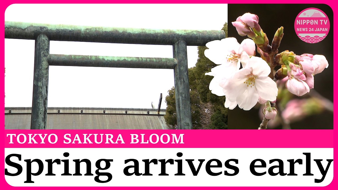 開花宣言-Cherry blossoms are blooming- Tokyo's cherry blossoms bloom early, spark cheers at Yasukuni