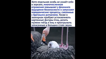 Зачем фламинго зеркало? Интересные факты #shorts