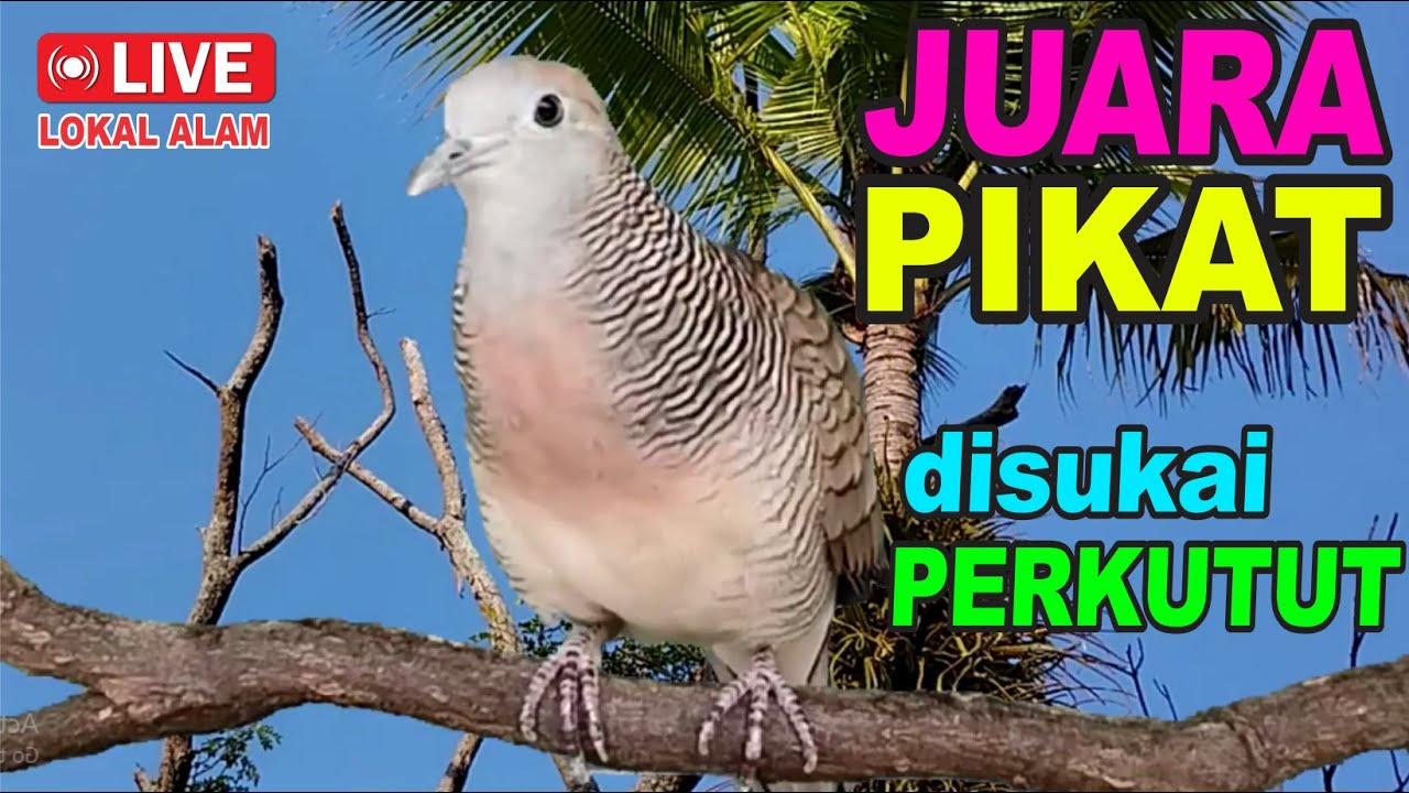 Perkutut Lokal Gacor alam liar sangat manjur buat masteran