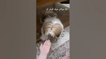 ۱۴ اوت ۲۰۲۵ 