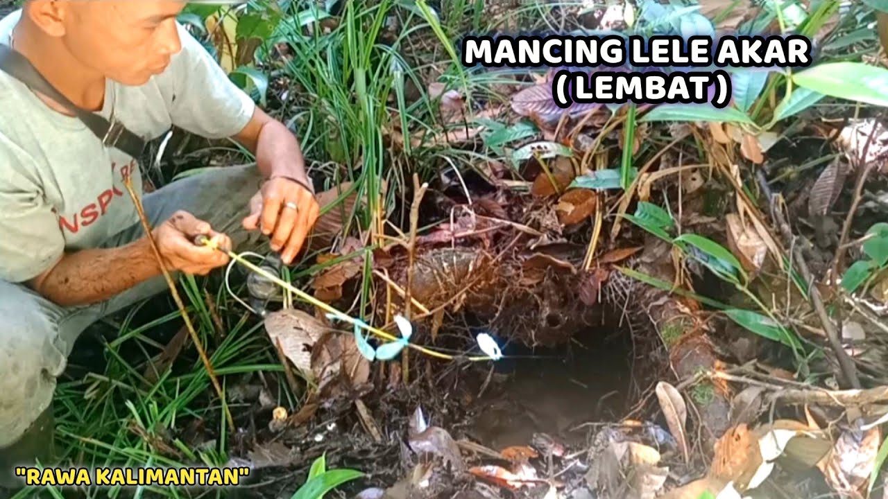 ASTAGA!! LUBANG SEPERTI INI TERNYATA SARANG LEMBAT || PEMANCING IKAN LEMBAT