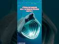 Le Requin Pèlerin : Géant mais Inoffensif !
